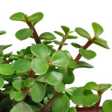Portulacaria afra - zonder pot