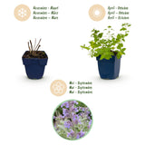 Green boutiQ - Vasteplant - Nepeta faassenii - Kattenkruid - Bijen- en vlinderlokkers - Paars - 1 Plant - Pot 11cm - Hoogte 15-25cm