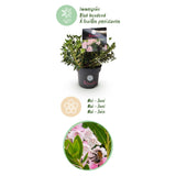 Green boutiQ - Dwerg Rhododendron - Rhododendron Bloombux Light Pink - Bloeiende Buxus - Weinig Onderhoud - Licht Roze Bloem - 2 Planten - Pot 17cm - Hoogte 30-40cm