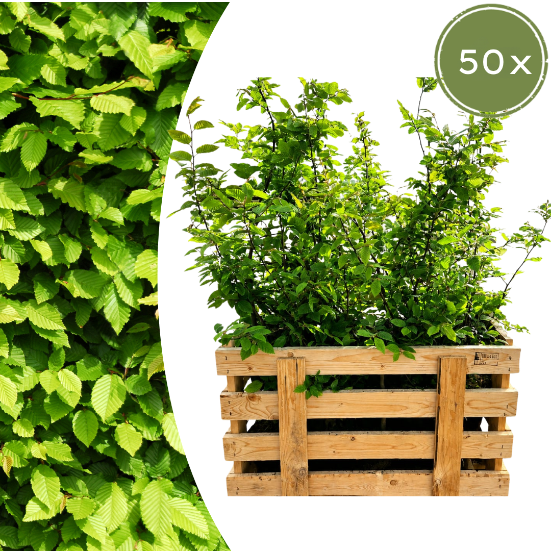 Palletdeal Haagplanten:50 Carpinus Betulus ↕ 60-80 - Ø 19cm | Mini Pallet