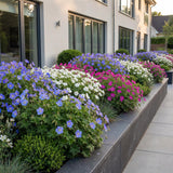 Green boutiQ - Vasteplant - Geranium Tricolour - Ooievaarsbek - Bodembedekkend - Paars - Roze - Wit - 12 Planten - Pot 11cm - Hoogte 15-25cm
