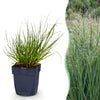 Green boutiQ - Grassen - Panicum virg. Northwind - Prairiegraan - Met Pluim - Groen - 1 Plant - Pot 11cm - Hoogte 15-25cm