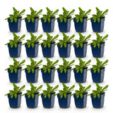 Green boutiQ - Vasteplant - Knautia macedonica - Beemdkroon - Bijen- en vlinderlokkers - Donker Rood - 24 Planten - Pot 11cm - Hoogte 15-25cm
