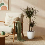 Green BoutiQ - Kamerplanten - Dracaena Magenta - Drakenbloedboom - Weinig onderhoud - Groen - 1 Plant - met Potter Wit - Pot 21cm - Hoogte 90-100cm