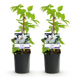 Green boutiQ - Klimplant - Clematis Miss bateman - Bloem Wit - Weinig onderhoud -2 planten -Pot 11cm Hoogte 40cm
