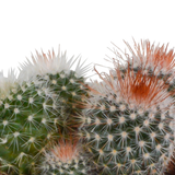 Bolcactus mix 8,5 cm | 3 stuks - in Mexicaanse pot