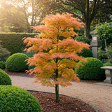 Green boutiQ - Terrasplant - Japanse Esdoorn - Acer palmatum Katsura - Oranje - 2 Planten - Bladverliezend - Pot 19cm Hoogte 70cm
