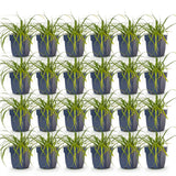 Green boutiQ - Grassen - Carex oshimensis Evergreen - Japanse Zegge - Groenblijvend - Groen - 24 Planten - Pot 11cm - Hoogte 15-25cm