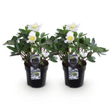Green boutiQ - Tuinplant - Kerstroos - Helleborus Christmas Carol- Witte Bloem -2 Planten - Groenblijvend - Pot 10,5cm Hoogte 25cm