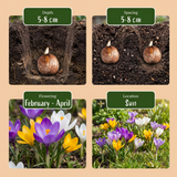 100x Crocus Species mix - Krokus soortenmix - Diversen - Verwilderingsbol - Bolmaat 5/6