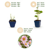 Green boutiQ - Vasteplant - Anemone hybr. Kön. Charlotte - Herfst Anemoon - Schaduw - Roze - 3 Planten - Pot 11cm - Hoogte 15-25cm