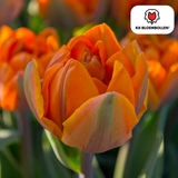 Tulpenbollen Icoon — oranje dubbelbloemige tulp, 20 stuks (maat 11/12)
