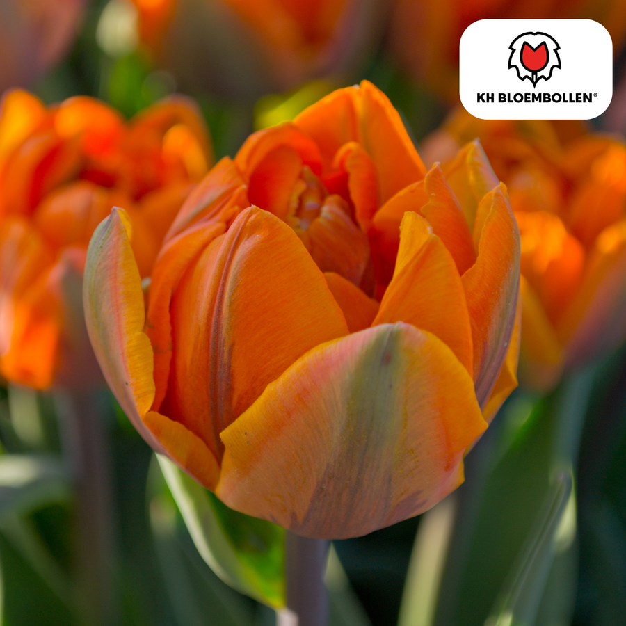 Tulpenbollen Icoon — oranje dubbelbloemige tulp, 20 stuks (maat 11/12)