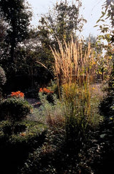 48x Calamagrostis acut. 'Karl Foerster'- ↕10-25cm - Ø9cm