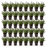 Green boutiQ - 40x Ilex crenata Stokes - Japanse Hulst - Haagplanten - Groenblijvend - Groen - Pot 9cm - Hoogte 20-30cm