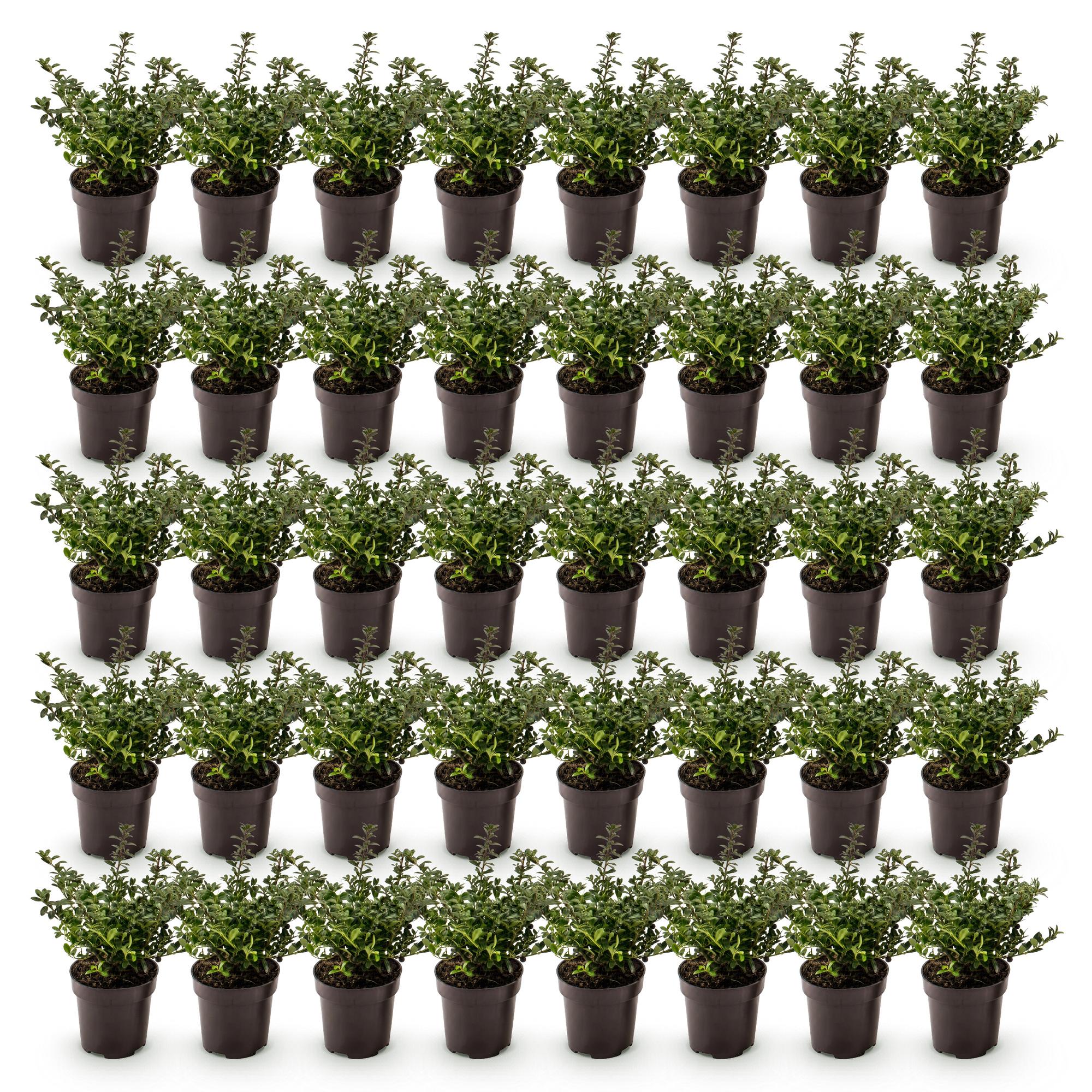 Green boutiQ - 40x Ilex crenata Stokes - Japanse Hulst - Haagplanten - Groenblijvend - Groen - Pot 9cm - Hoogte 20-30cm
