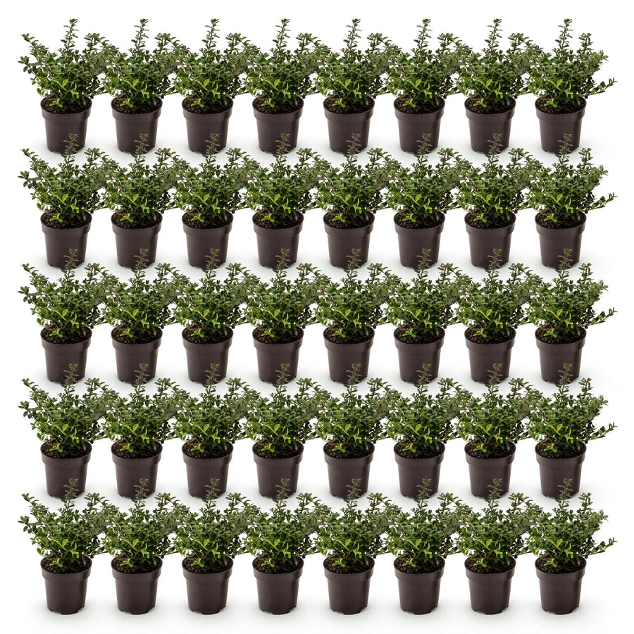 Ilex crenata Stokes — Hulsthaag, 40 stuks, 20-30 cm