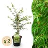 Green boutiQ - Terrasplant - Japanse Esdoorn - Acer palmatum Emerald Lace - Groen - 2 Planten - Bladverliezend - Pot 19cm Hoogte 70cm