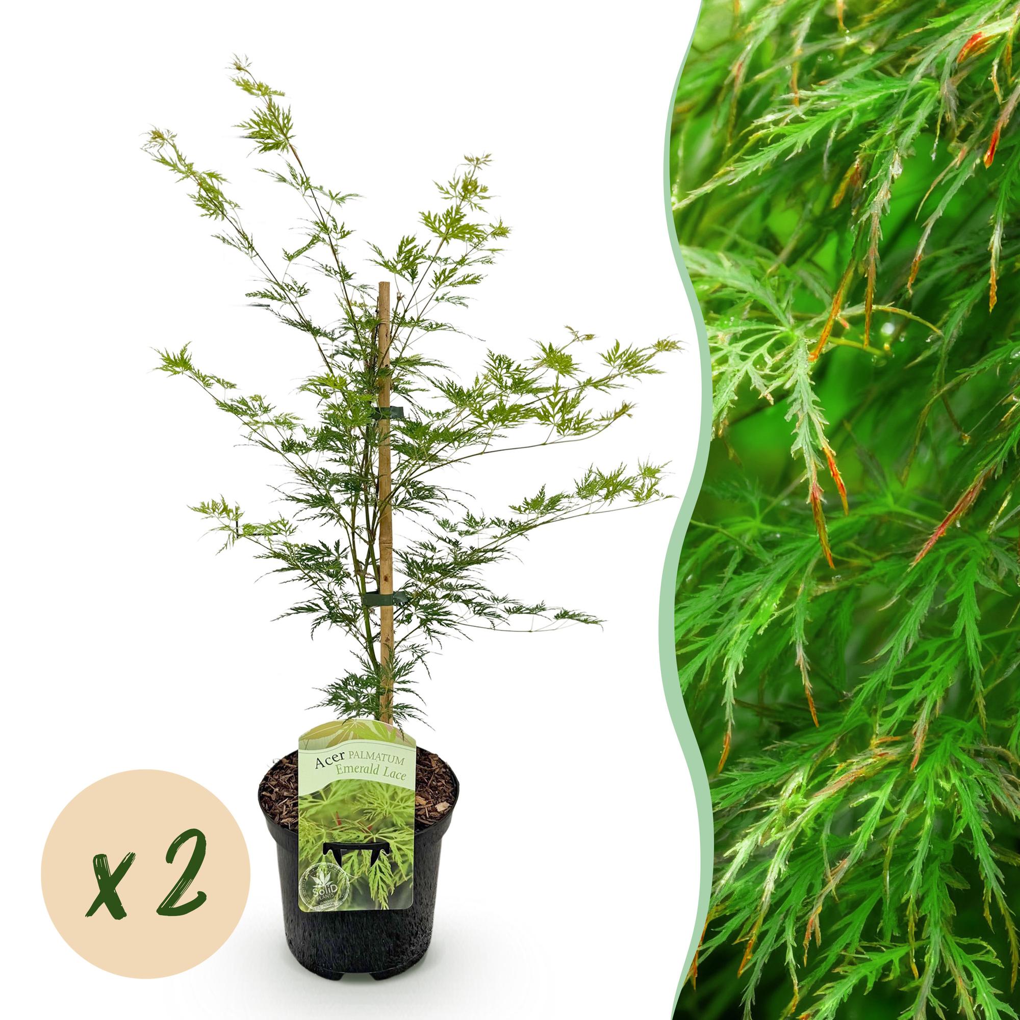 Green boutiQ - Terrasplant - Japanse Esdoorn - Acer palmatum Emerald Lace - Groen - 2 Planten - Bladverliezend - Pot 19cm Hoogte 70cm