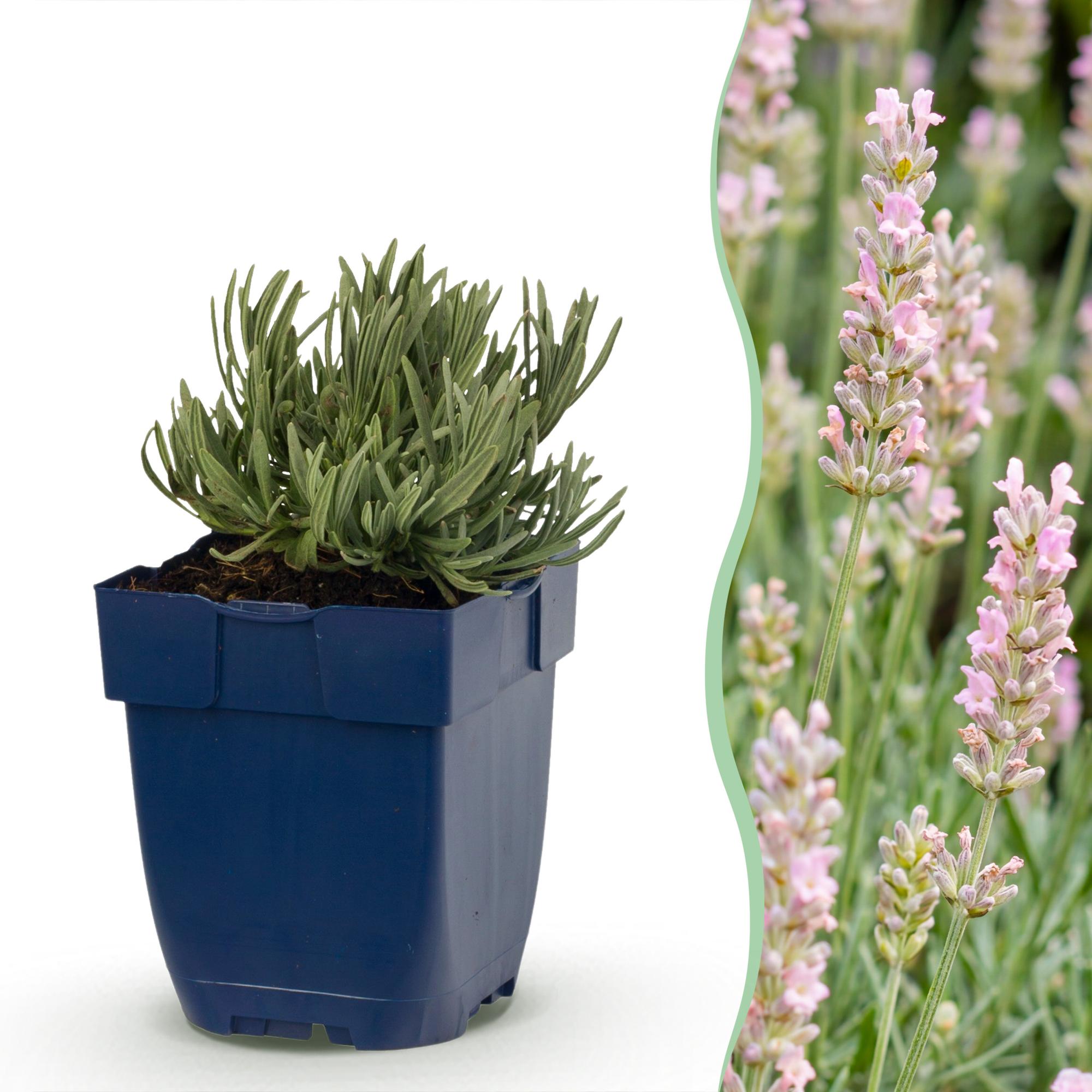Green boutiQ - Vasteplant - Lavandula ang. Rosea - Lavendel - Geurend - Roze - 6 Planten - Pot 11cm - Hoogte 15-25cm
