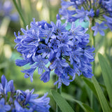 Green boutiQ - Vasteplant - Agapanthus africanus - Afrikaanse Lelie - Bijen en Vlinderlokkers - Blauw - 1 Plant - Pot 11cm - Hoogte 15-25cm