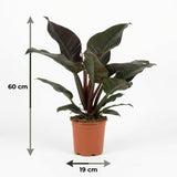 Green boutiQ - Kamerplant - Philodendron - Philodendron Imperial Red - Rood - Weinig onderhoud - 1 Plant - Pot 19cm - Hoogte 60cm