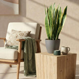 Green BoutiQ - Kamerplanten - Sansevieria Laurentii - Vrouwentong - Weinig onderhoud - Groen - 1 Plant - met Potter Grijs - Pot 21cm - Hoogte 70-80cm