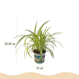 Green boutiQ - Kamerplant - Cyperus - Calissia - Chlorophytum - Mix van 3 - Huisdiervriendelijke Planten - Groen - 3 Planten - Pot 12cm - Hoogte 20cm