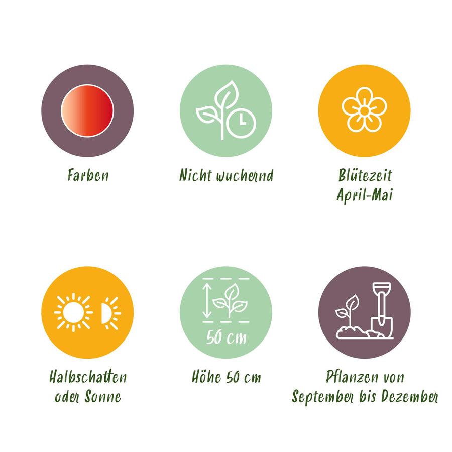 Tulpenbollen Gudoshnik Double — dubbel bloemig, 12 stuks (bolmaat 11/12)