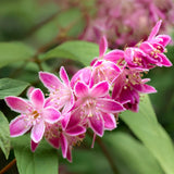 Green boutiQ - Heesters -Deutzia hybrida Strawbery Fields - Bloem Roze - 1 Plant - Bladverliezend - Weinig Onderhoud - Pot 17cm Hoogte 45cm