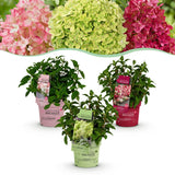 Green boutiQ - Tuinplant - Hydrangea panniculata Groundbreaker Blush -Greeny - Ruby - Pluimhortensia - Compact - Roze-Groen-Rood - 3 Planten - Pot 14cm - Hoogte 20-25cm