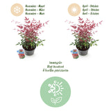 Green boutiQ - Tuinplant - Nandina Obsessed - Rood - 1 Plant - Groenblijvend - Weinig Onderhoud - Pot 17cm Hoogte 45cm