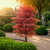 Green boutiQ - Tuinplant - Acer palmatum Beni-maiko - Rood - 1 Plant - Bladverliezend - Weinig Onderhoud - Pot 12cm Hoogte 35cm