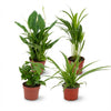 Luchtzuiverende Kamerplanten - Ø 12 cm - Hoogte: 30-40 cm