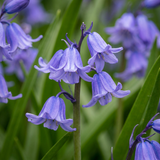80x Hyacinthoides non Scripta - Wilde hyacint - Blauw - Verwilderingsbol - Bolmaat 7/8