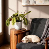 Green boutiQ - Kamerplant - Maranta Fascinator Tricolour - Gebedsplant - Huisdiervriendelijke Plant - Groen - 4 Planten - met Potter Wit - Pot 12cm - Hoogte 25cm