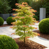 Green boutiQ - Tuinplant - Acer palmatum Phoenix - Roze - 1 Plant - Bladverliezend - Weinig Onderhoud - Pot 12cm Hoogte 35cm