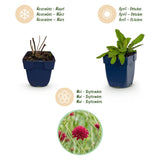 Green boutiQ - Vasteplant - Knautia macedonica - Beemdkroon - Bijen- en vlinderlokkers - Donker Rood - 24 Planten - Pot 11cm - Hoogte 15-25cm