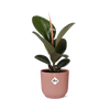 Ficus Elastica ‘Robusta’ in ELHO Vibes Fold 14cm roze