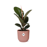 Ficus Elastica ‘Robusta’ in ELHO Vibes Fold 14cm roze