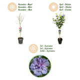 Green boutiQ - Tuinplant - Hibiscus syriacus Blue Chiffon® - Plant op stam - Terras Plant - Bladverliezend - Weinig Onderhoud - Pot 19cm Hoogte 90cm