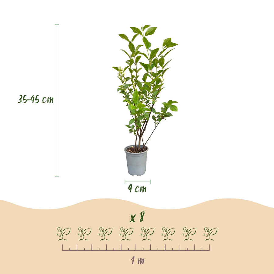 Ligustrum ovalifolium — Ligusterhaag, 40 stuks, 35-45 cm