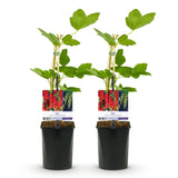 Green boutiQ - Fruitplant - Aalbes - Ribes rubrum Jonkheer van Tets - Rode Bes - 2 planten -Pot 11cm Hoogte 40cm