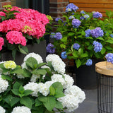 Green boutiQ - Tuinplant - Hydrangea Endless Summer Blue - Pink - White - Hortensia - Winterhard - Blauw - Roze - Wit - 3 Planten - Pot 14cm - Hoogte 20-25cm