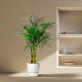 Dypsis Lutescens (Areca Palm) - 160 cm - ø27