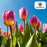 Tulpenbollen Light and Dreamy — pastelmix, 20 stuks (maat 11/12)