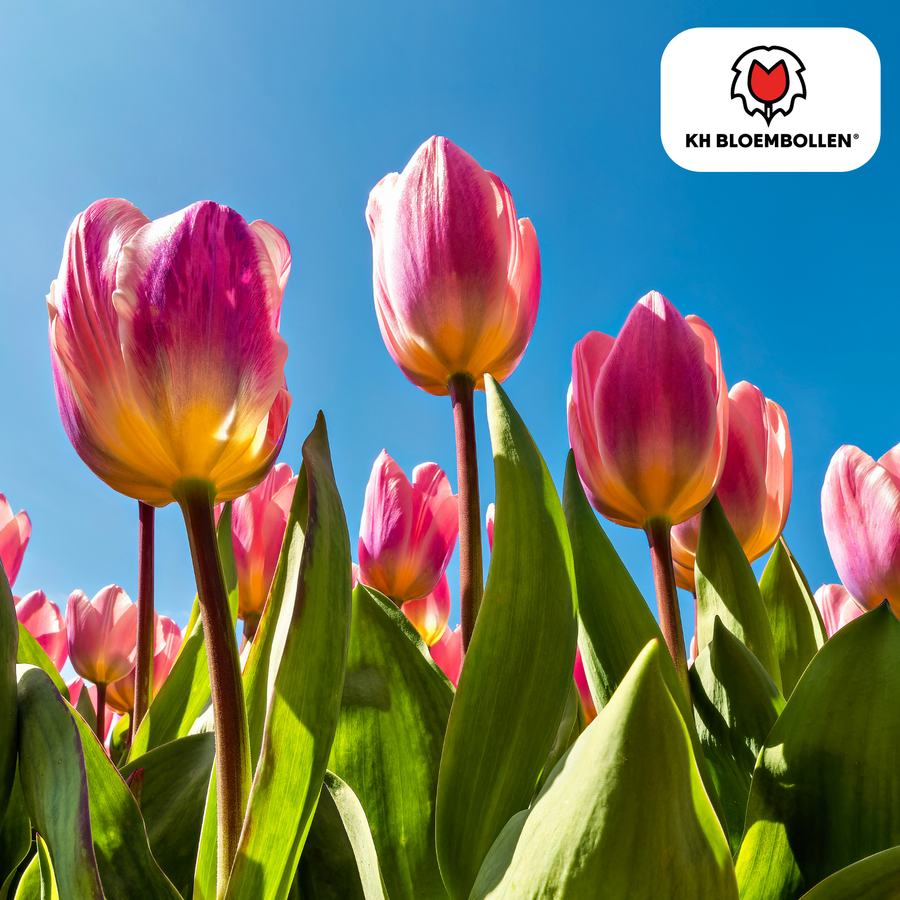 Tulpenbollen Light and Dreamy — pastelmix, 20 stuks (maat 11/12)