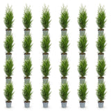 Green boutiQ - 24x Thuja occidentalis Smaragd - Levensboom - Haagplanten - Groenblijvend - Groen - Pot 9cm - Hoogte 20-30cm