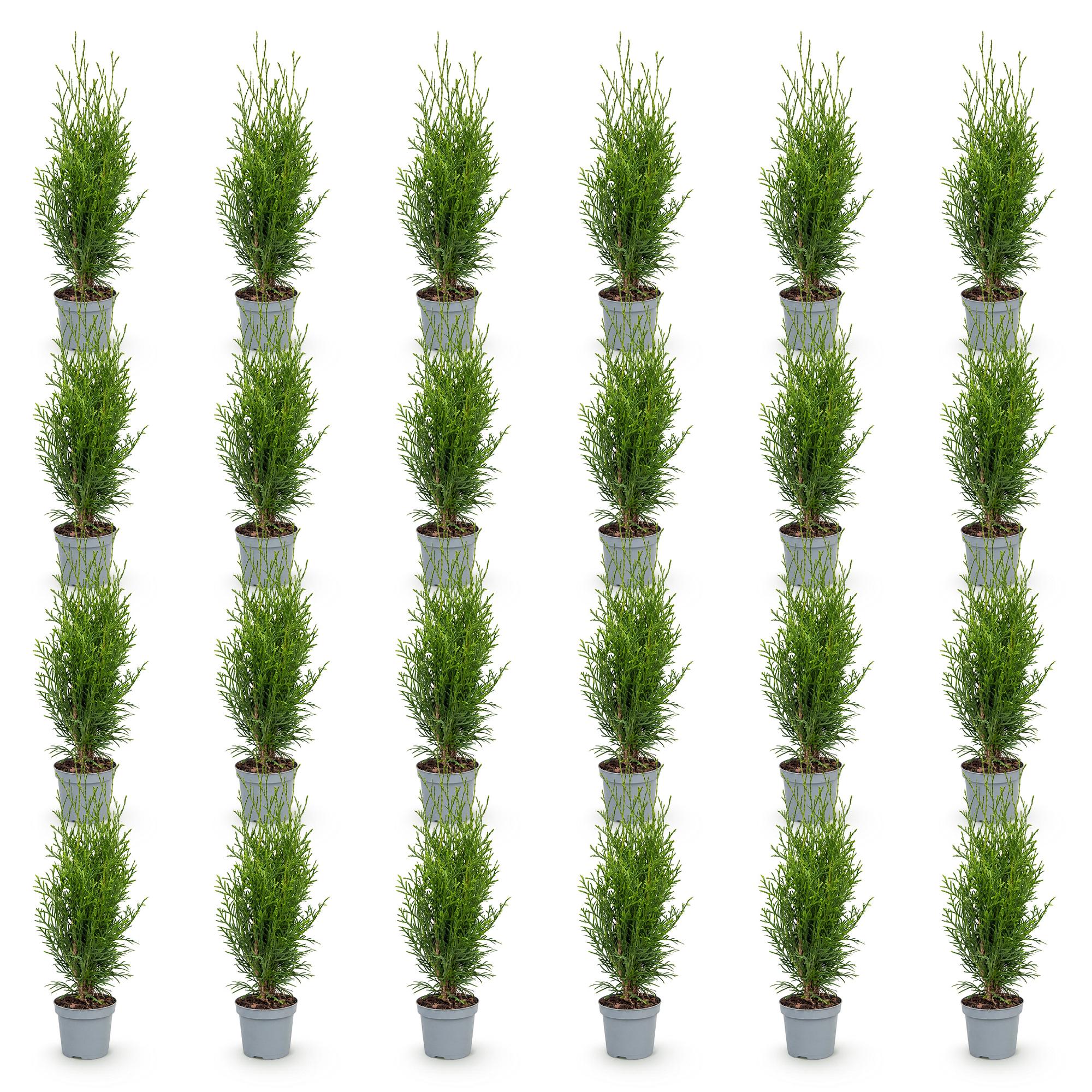 Green boutiQ - 24x Thuja occidentalis Smaragd - Levensboom - Haagplanten - Groenblijvend - Groen - Pot 9cm - Hoogte 20-30cm