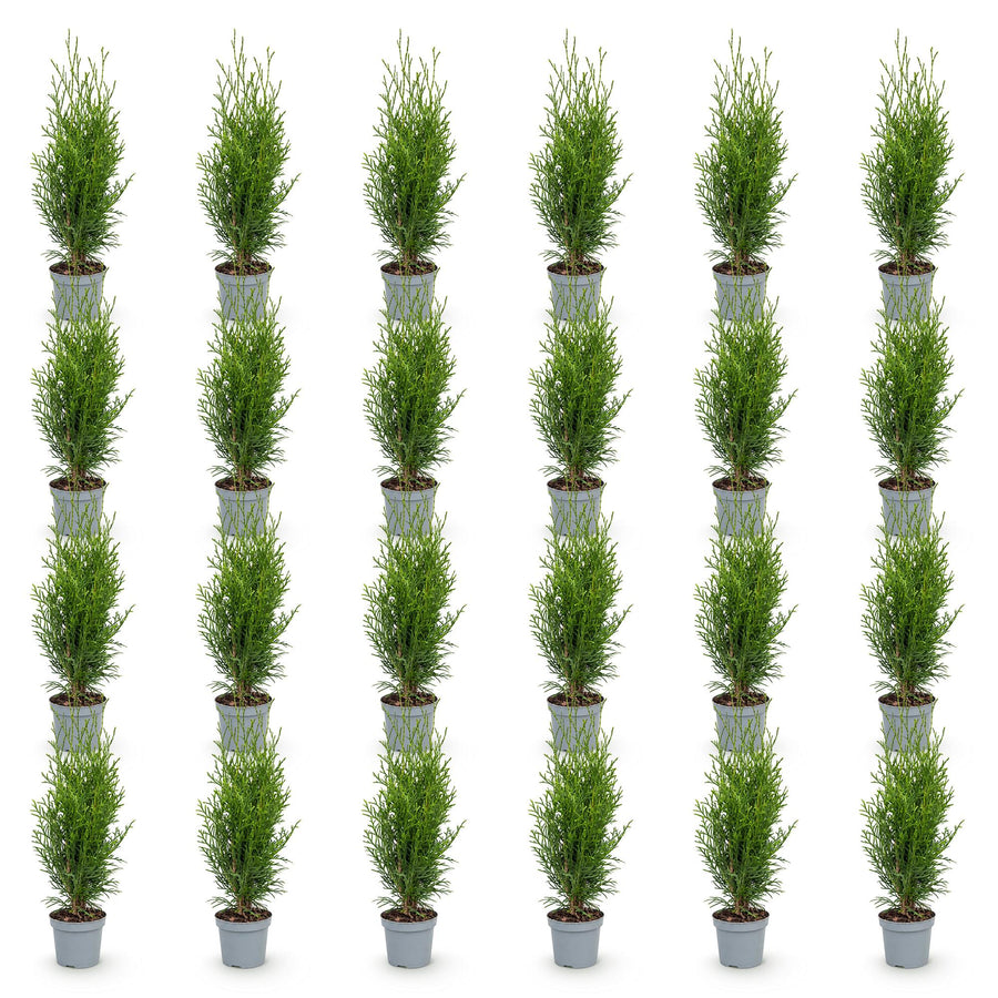 Thuja occidentalis Smaragd — Levensboomhaag, 24 stuks, 20-30 cm